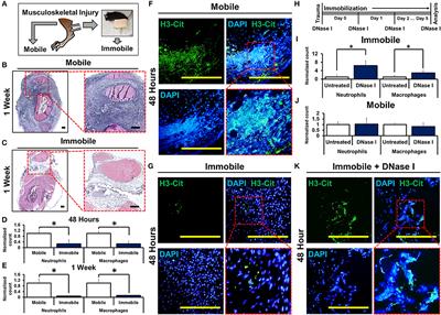 Disruption of Neutrophil Extracellular Traps (NETs) Links Mechanical Strain to Post-traumatic Inflammation